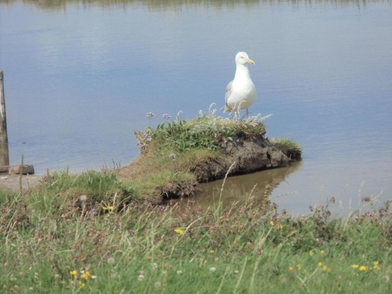 Haus-Halligblick-Ferienwohnung-Hamburger-Hallig Dagebüll Kültér fotó